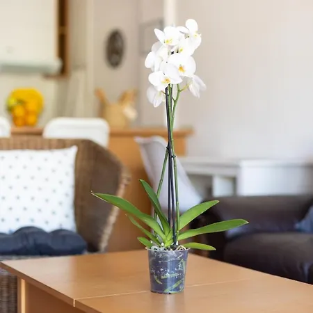 El Paraiso - Costa Adeje - Canaryhousing Apartment Playa Paraiso (Tenerife)
